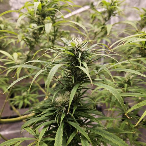 Gorilla fem. Week 13