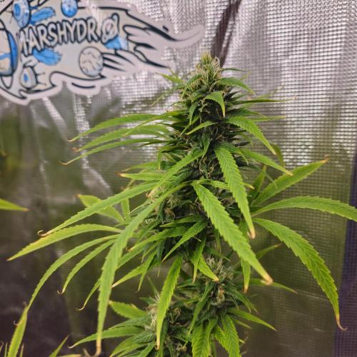 Gorilla fem. Week 14