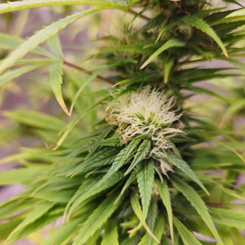 Gorilla fem. Week 14