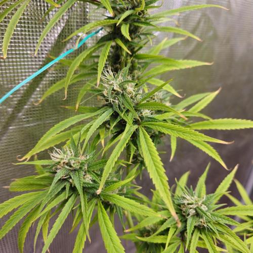 Gorilla fem. Week 14