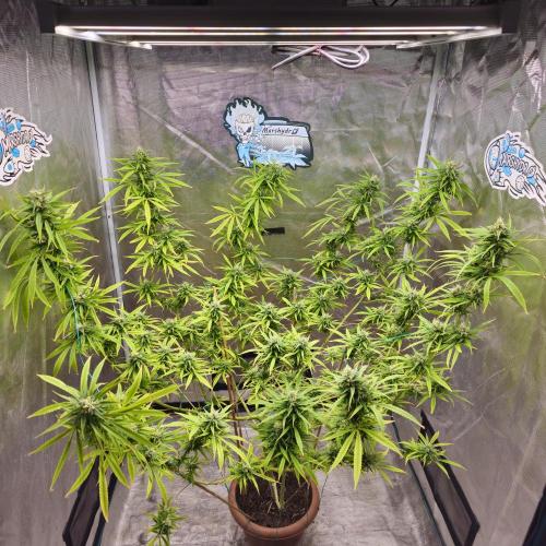 Gorilla fem. Week 14