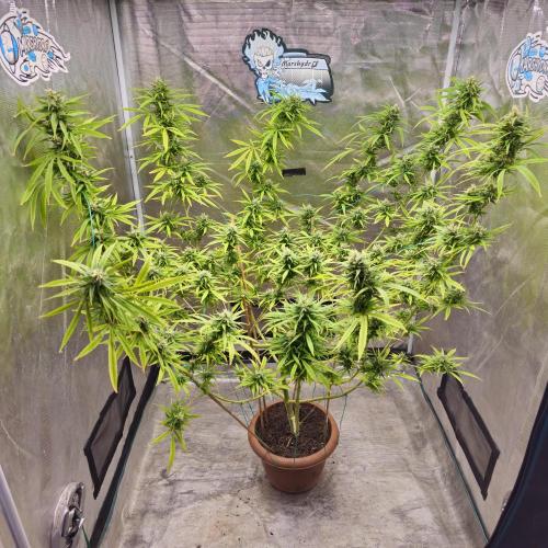 Gorilla fem. Week 14