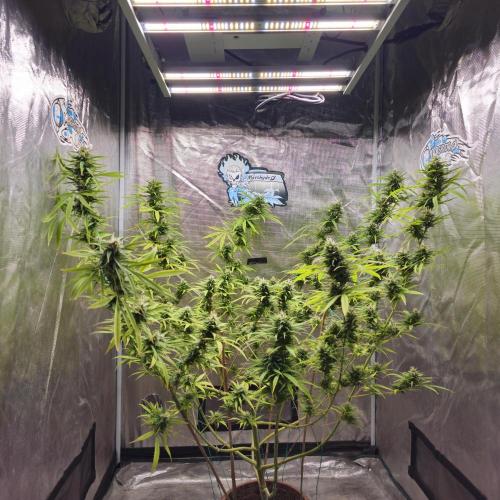 Gorilla fem. Week 14