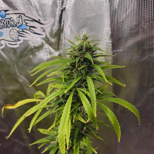 Gorilla fem. Week 15