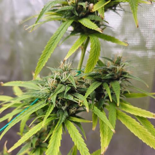 Gorilla fem. Week 15