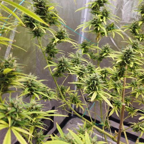 Gorilla fem. Week 15