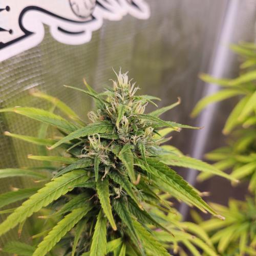 Gorilla fem. Week 15