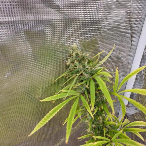 Gorilla fem. Week 16