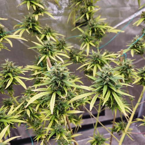 Gorilla fem. Week 16