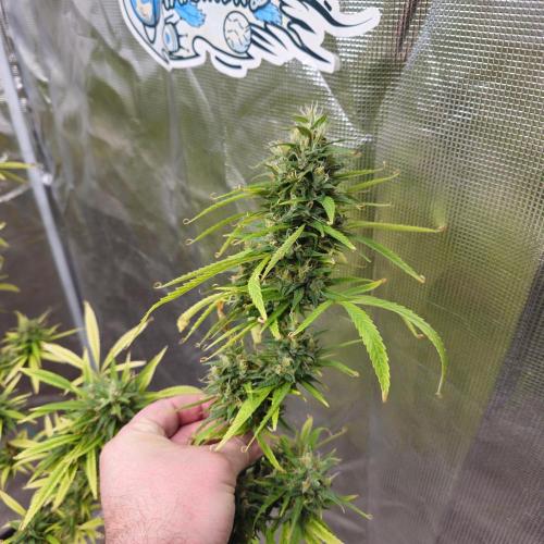 Gorilla fem. Week 16