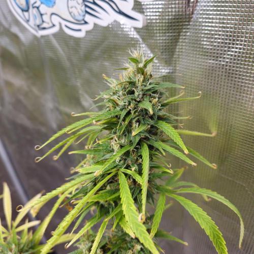 Gorilla fem. Week 16