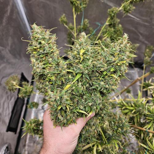 Gorilla fem. Week 17