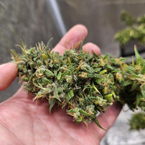 Gorilla fem. Week 17