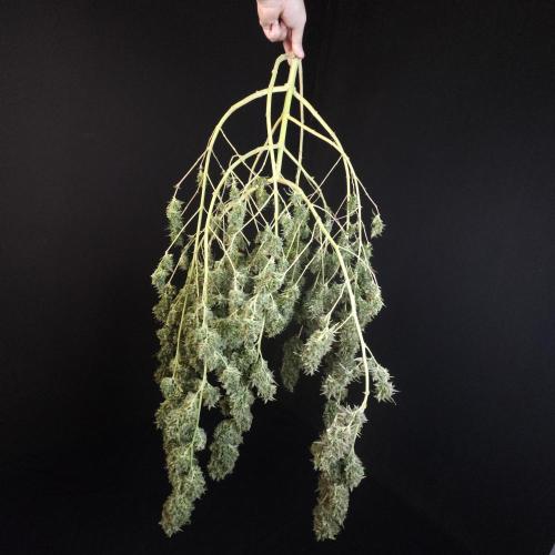 Gorilla fem. Week 17