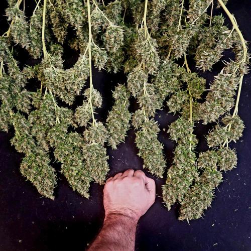 Gorilla fem. Week 17