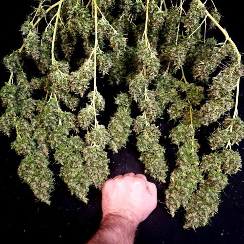 Gorilla fem. Week 17