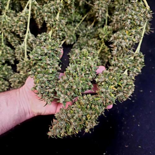 Gorilla fem. Week 17