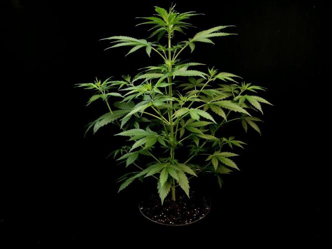 Auto Wappa 1. Week 5