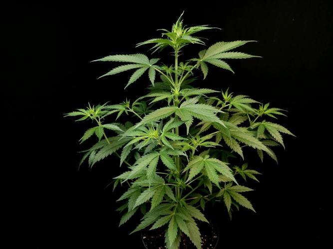 Auto Wappa 1. Week 5