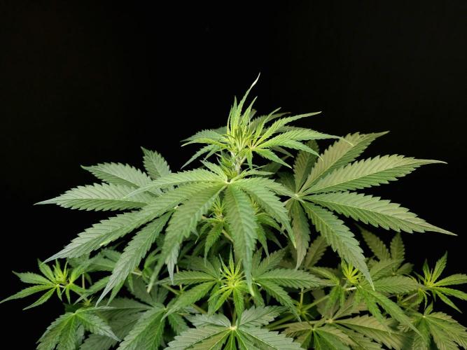 Auto Wappa 1. Week 5