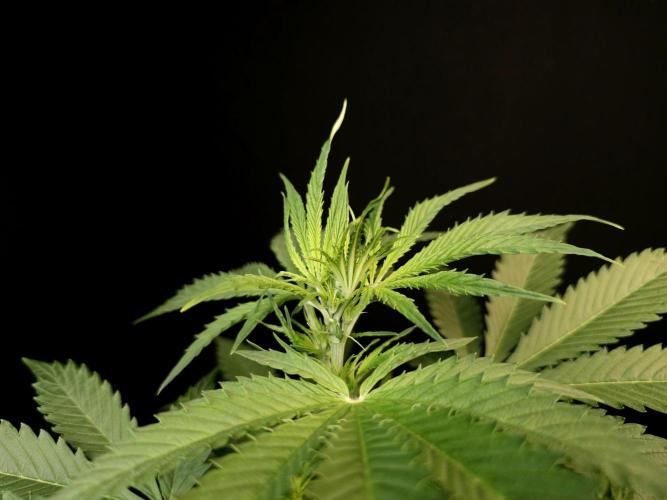 Auto Wappa 1. Week 5