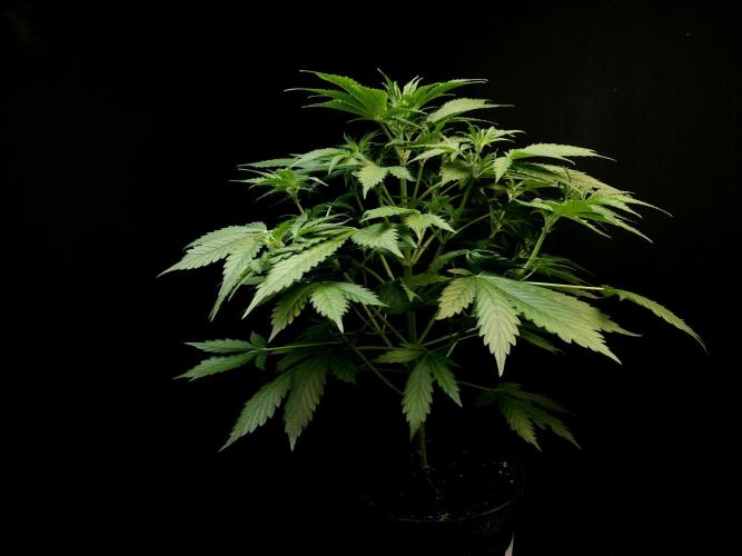 Auto Wappa 2. Week 5