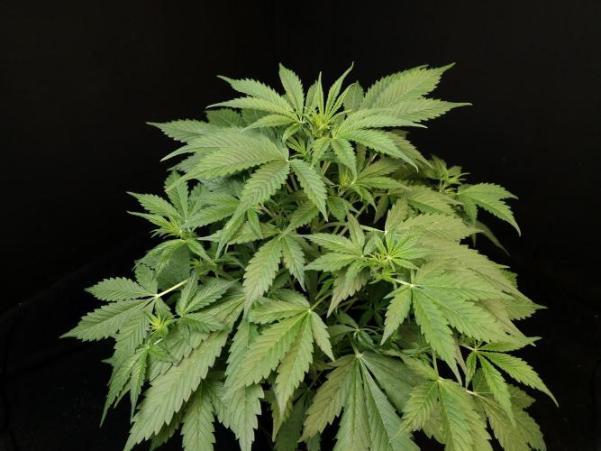 Auto Wappa 2. Week 5