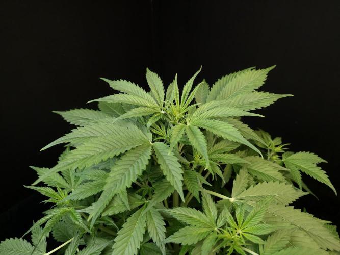 Auto Wappa 2. Week 5