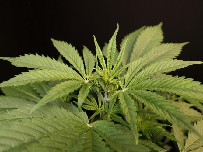 Auto Wappa 2. Week 5