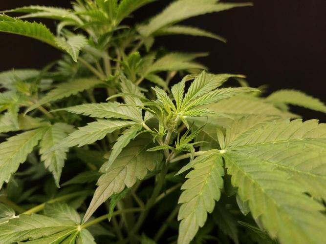 Auto Wappa 2. Week 5