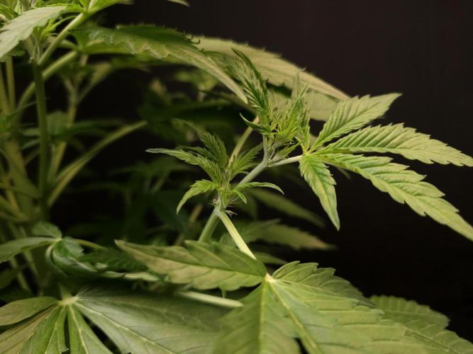 Auto Wappa 2. Week 5