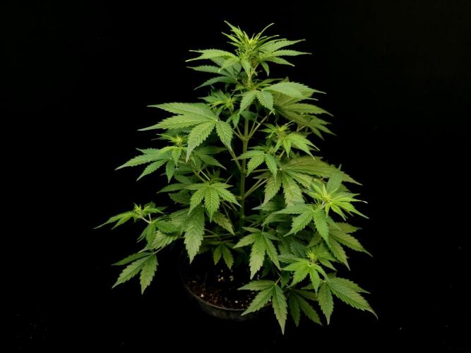 Pandora auto 1. Week 5