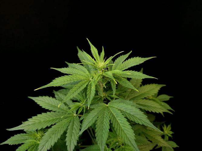 Pandora auto 1. Week 5