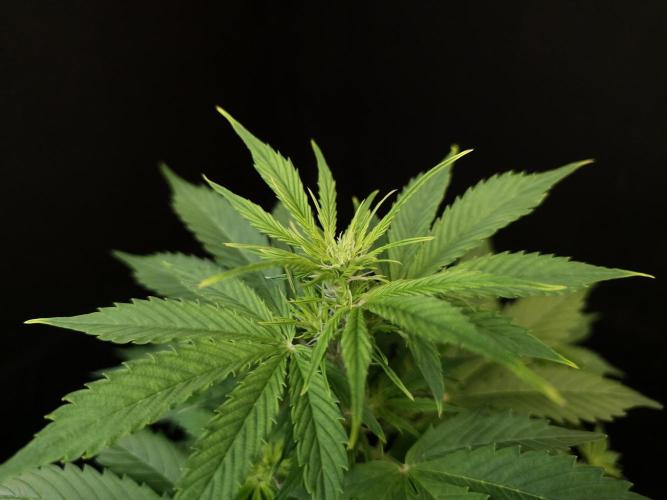 Pandora auto 1. Week 5