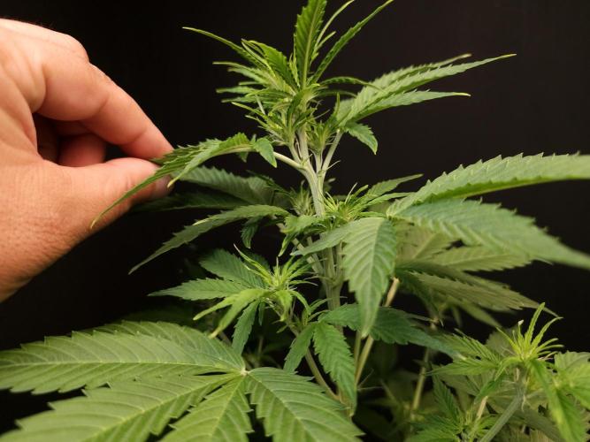 Pandora auto 1. Week 5