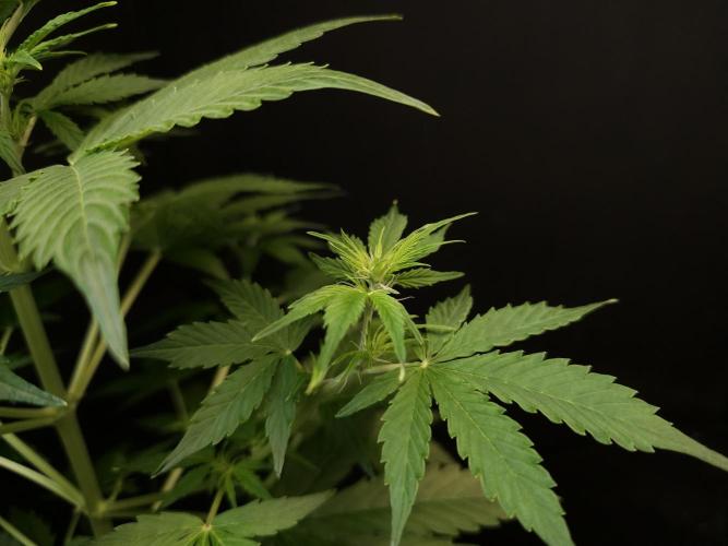 Pandora auto 1. Week 5