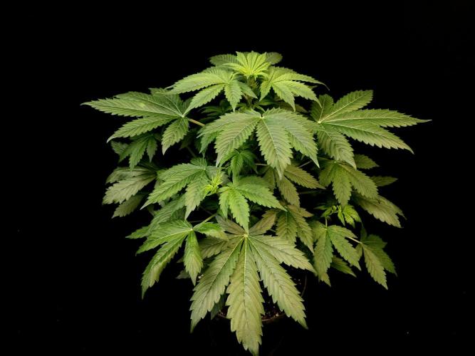 Pandora auto 2. Week 5