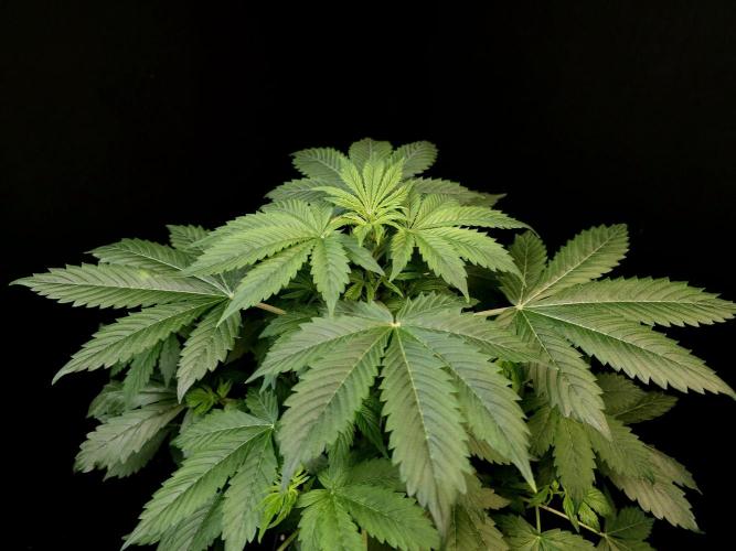 Pandora auto 2. Week 5