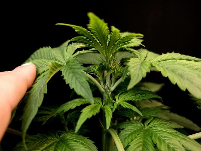 Pandora auto 2. Week 5