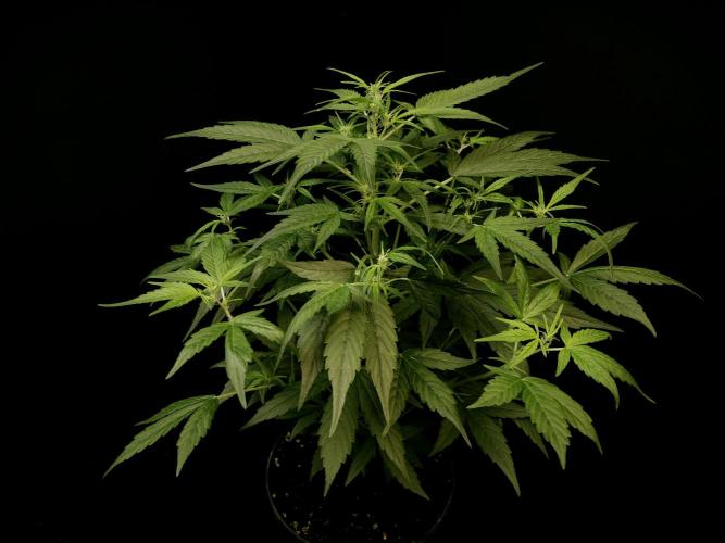 Vertigo Auto 1. Week 5