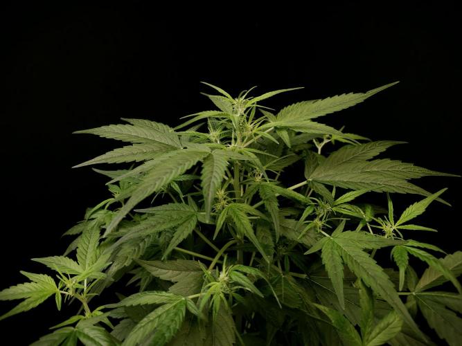 Vertigo Auto 1. Week 5