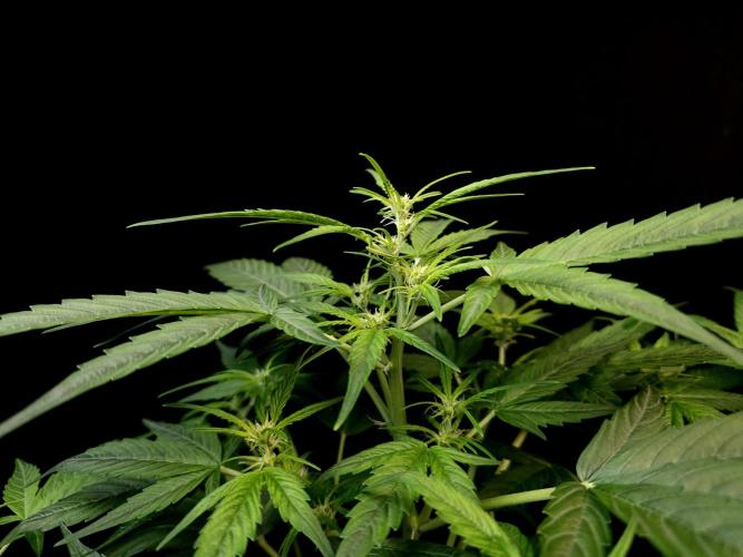 Vertigo Auto 1. Week 5