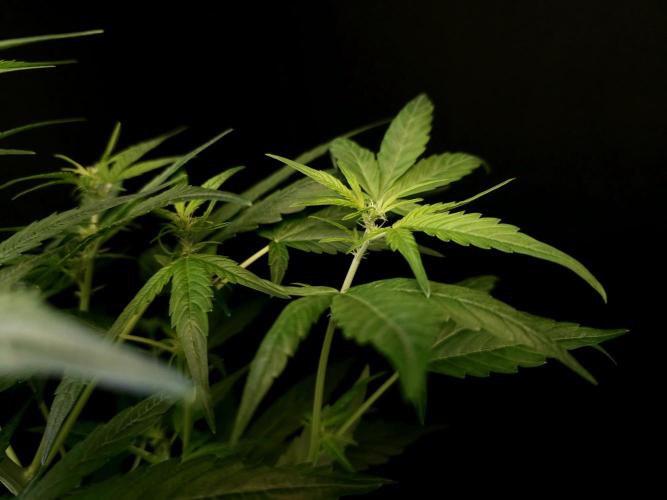 Vertigo Auto 1. Week 5