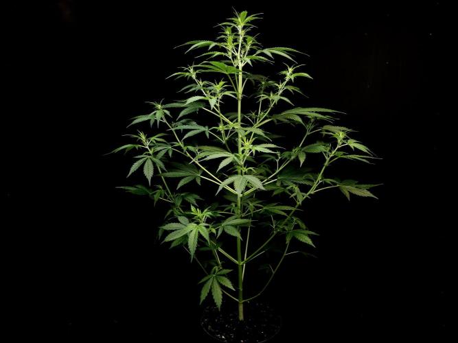 Vertigo Auto 2. Week 5