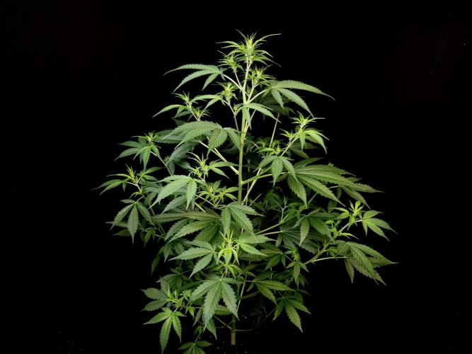 Vertigo Auto 2. Week 5