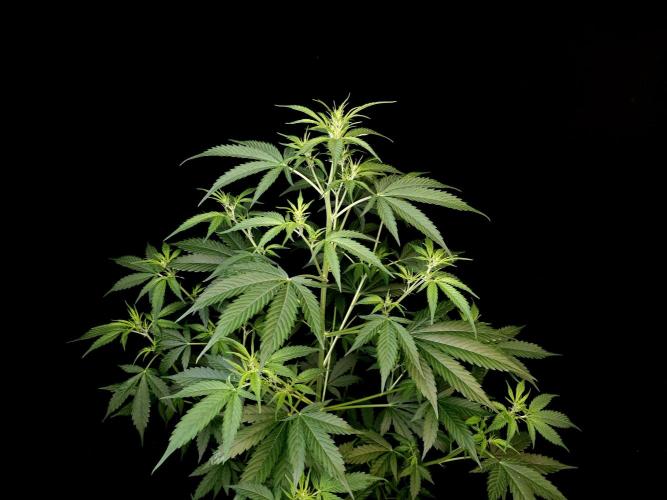 Vertigo Auto 2. Week 5