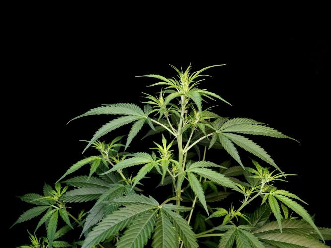 Vertigo Auto 2. Week 5