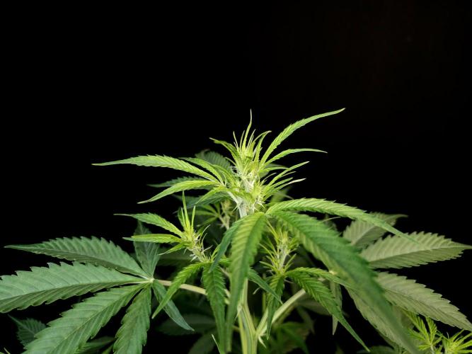 Vertigo Auto 2. Week 5