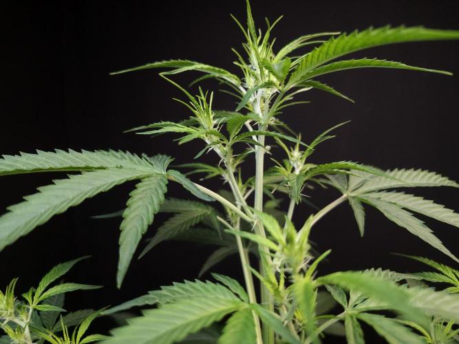 Vertigo Auto 2. Week 5