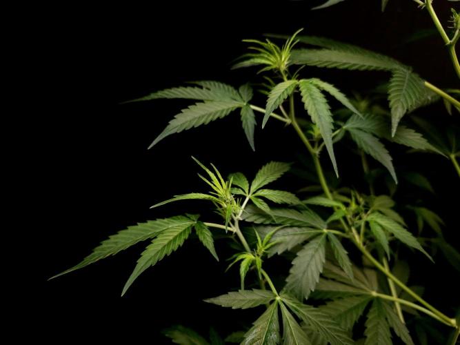 Vertigo Auto 2. Week 5